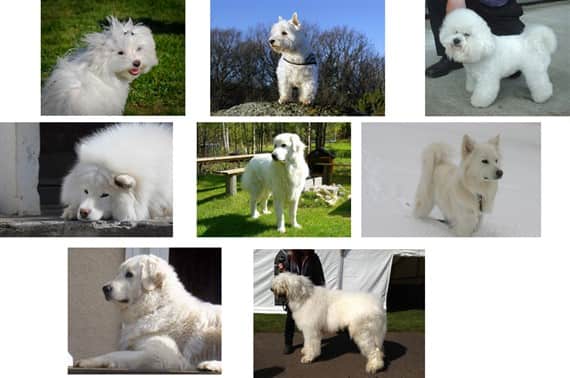 Maltese dog and other white dogs